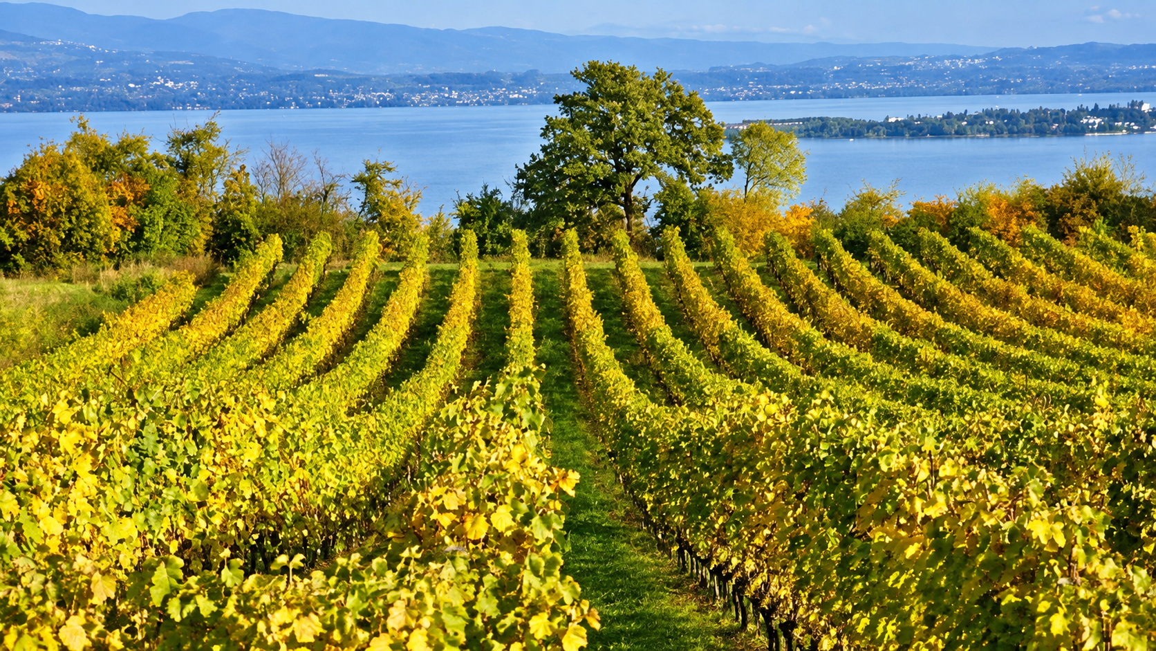 Wine tasting on Lake Garda: a guide to the wine regions