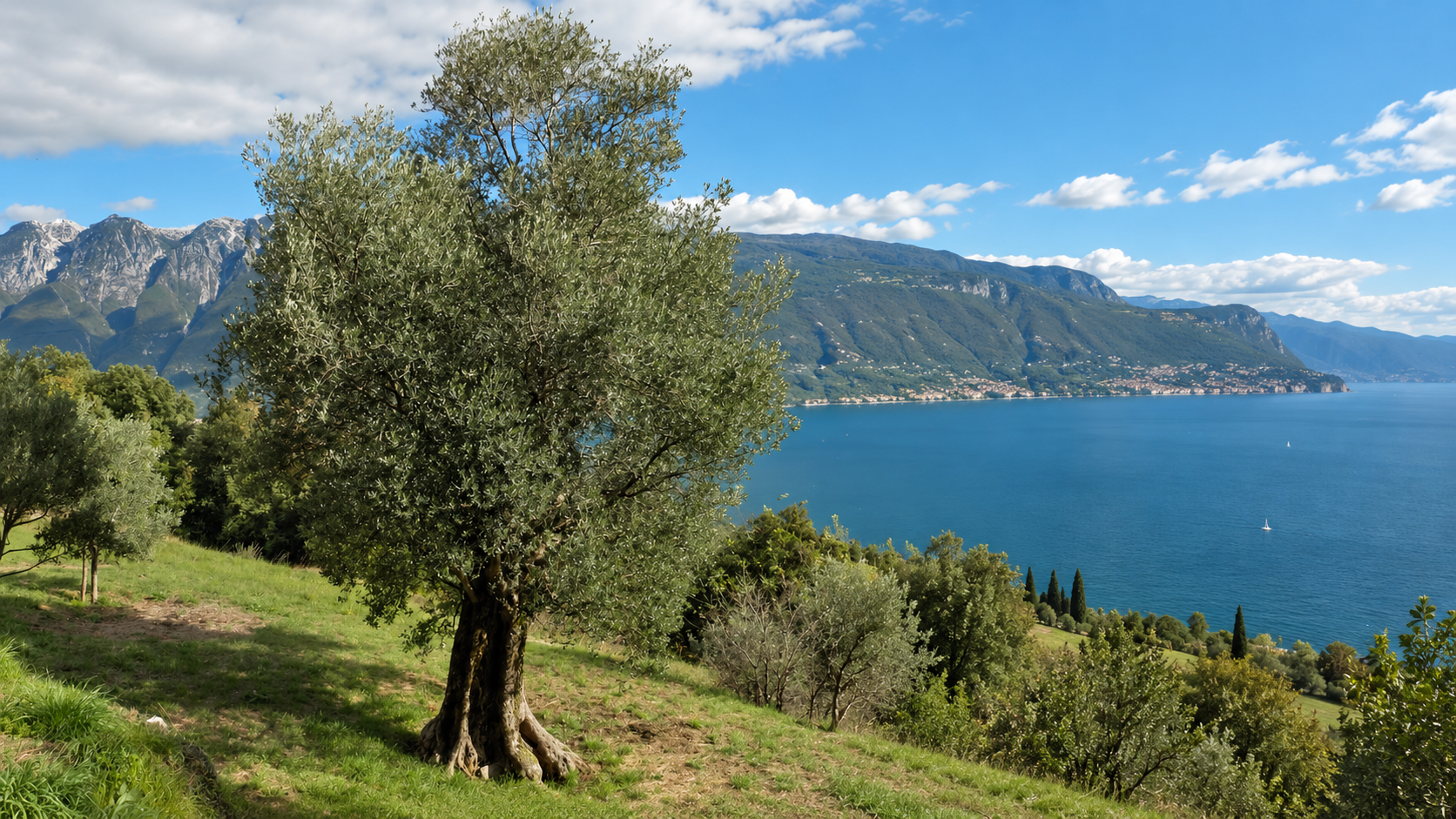 ulivo secolare sui terrazzamenti del Lago di Garda